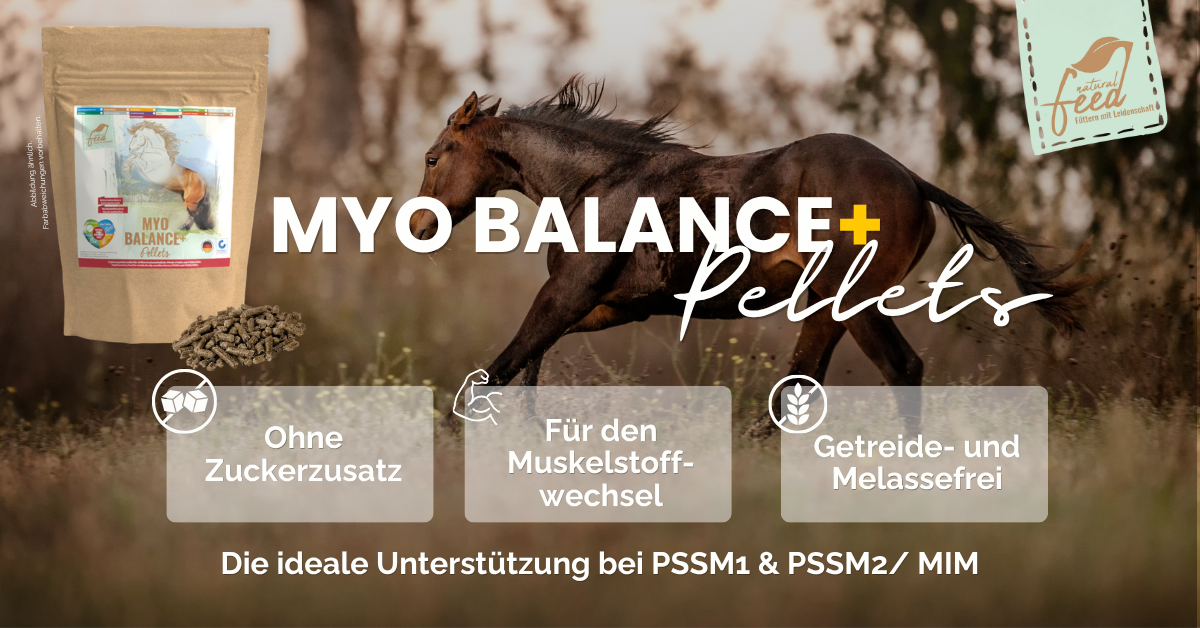 Muskelperformance Pferd Tablet