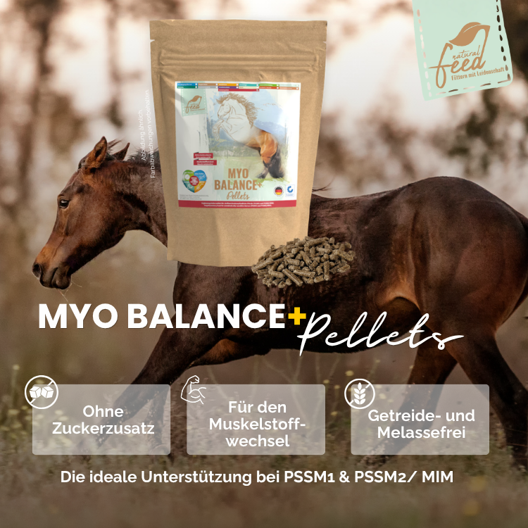 Muskelperformance Pferd