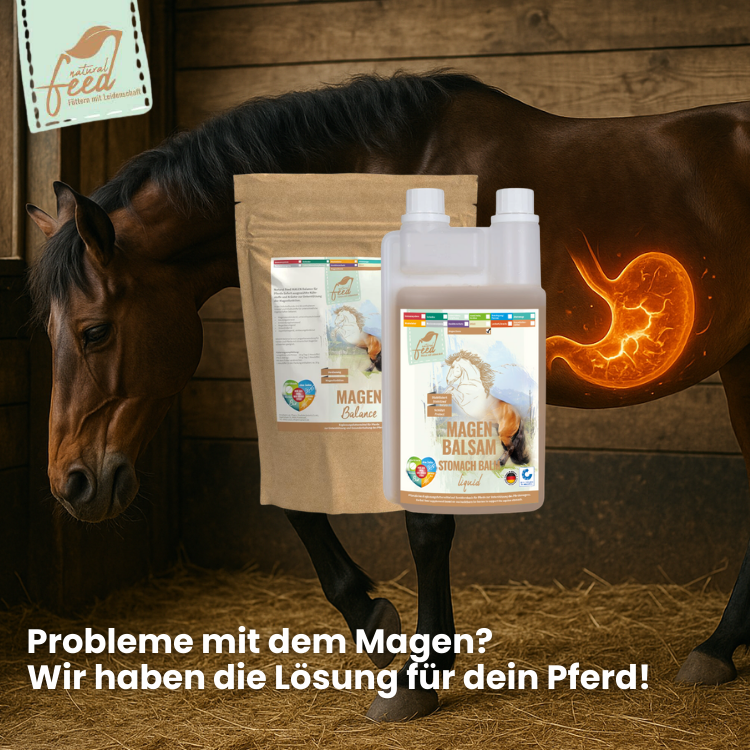 Natural Feed Magen Balance für Dein Pferd bei Magenproblemen