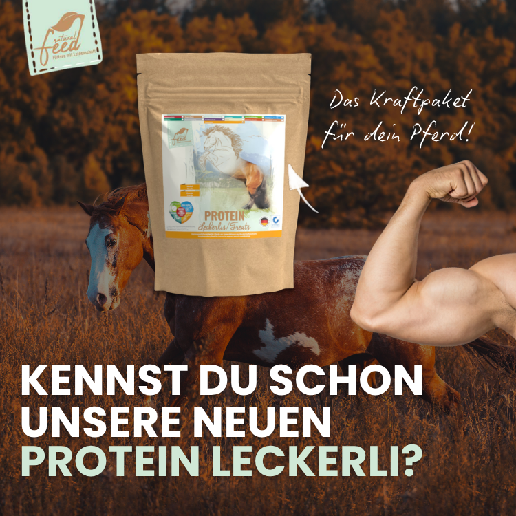 Natural Feed Protein Leckerli Kraftpaket für Dein Pferd