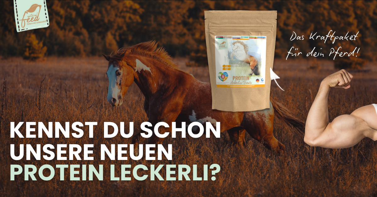 Natural Feed Protein Leckerli Kraftpaket für Dein Pferd